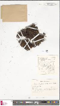 Hymenophyllum ooides image