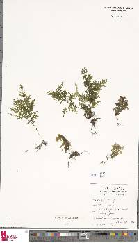Hymenophyllum involucratum image