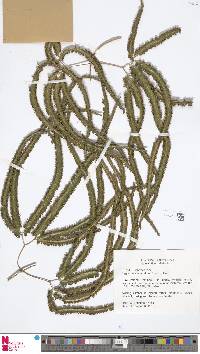 Lygodium circinnatum image