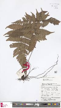 Mesophlebion motleyanum image