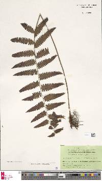 Mesophlebion motleyanum image