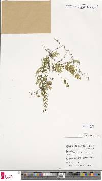 Hymenophyllum microchilum image