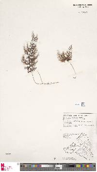 Hymenophyllum microchilum image