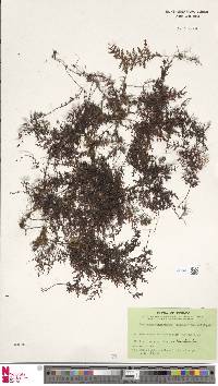 Hymenophyllum penangianum image