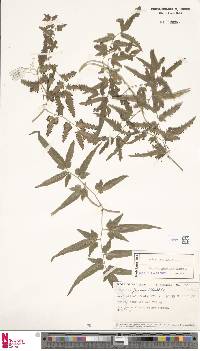 Lygodium yunnanense image