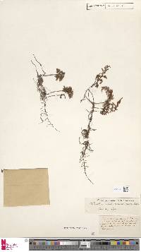 Hymenophyllum tortuosum image