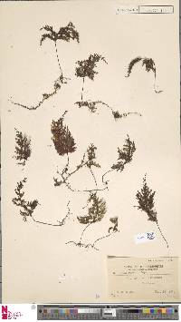 Hymenophyllum ramosii image