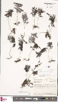 Hymenophyllum inaequale image