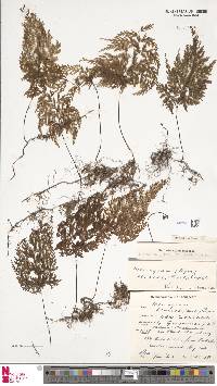 Hymenophyllum bivalve image