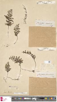 Hymenophyllum reinwardtii image
