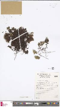 Hymenophyllum walleri image