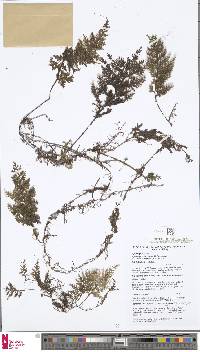 Hymenophyllum reinwardtii image