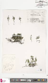 Hymenophyllum riukiuense image