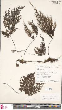 Image of Hymenophyllum salakense