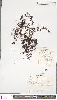 Hymenophyllum inaequale image