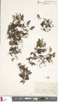 Hymenophyllum riukiuense image