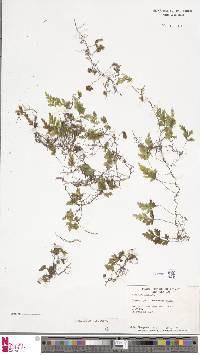 Image of Hymenophyllum rufescens