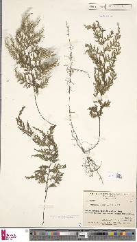Hymenophyllum reinwardtii image
