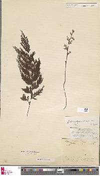 Hymenophyllum scabrum image