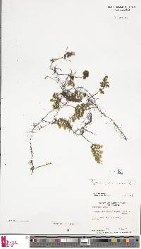 Hymenophyllum villosum image