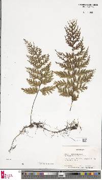 Hymenophyllum scabrum image