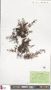 Hymenophyllum hosei image