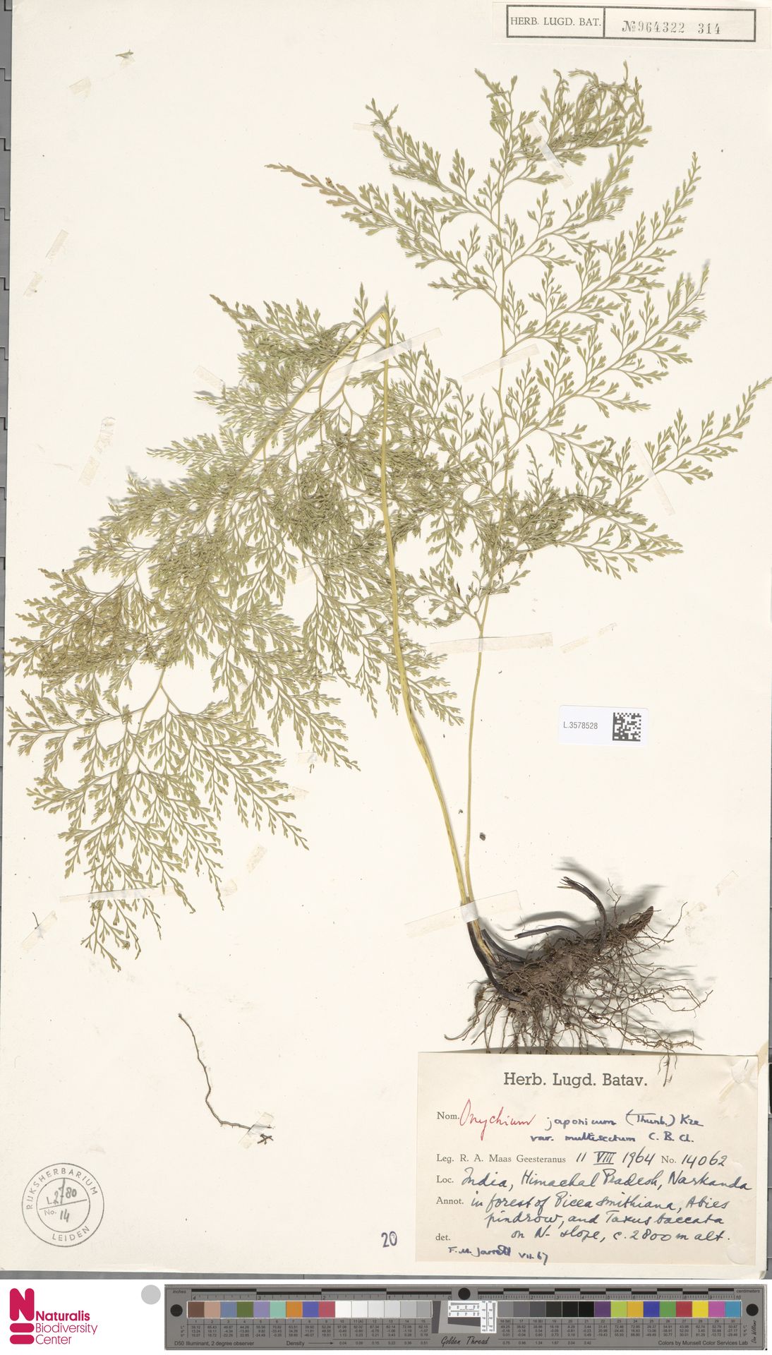 Onychium cryptogrammoides subsp. cryptogrammoides image