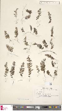 Hymenophyllum holochilum image