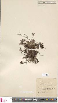 Hymenophyllum cardunculus image