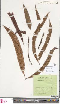 Oleandra coriacea image