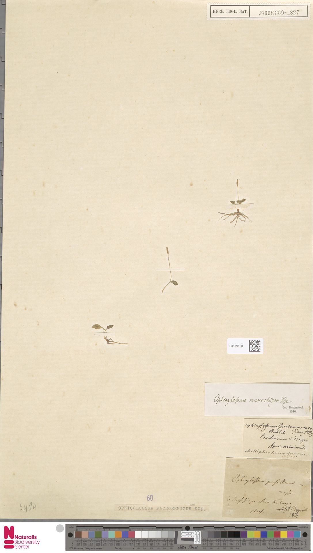 Ophioglossum parvifolium image
