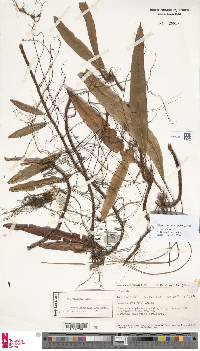 Oleandra musifolia image