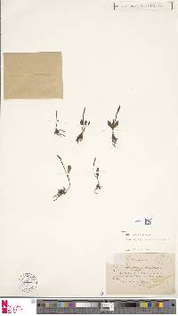 Ophioglossum lusitanicum image