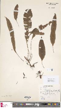 Oleandra cumingii image