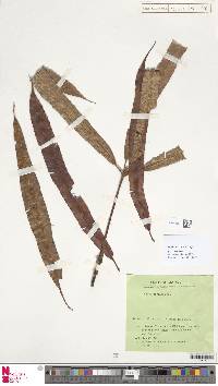 Oleandra coriacea image