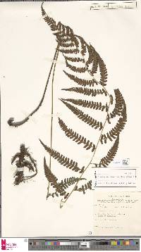 Deparia japonica image