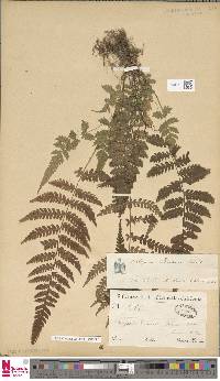 Deparia petersenii subsp. petersenii image