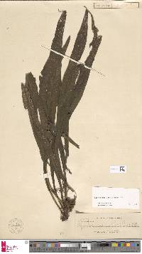 Microsorum longissimum image