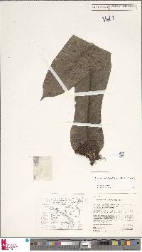 Microsorum linguiforme image