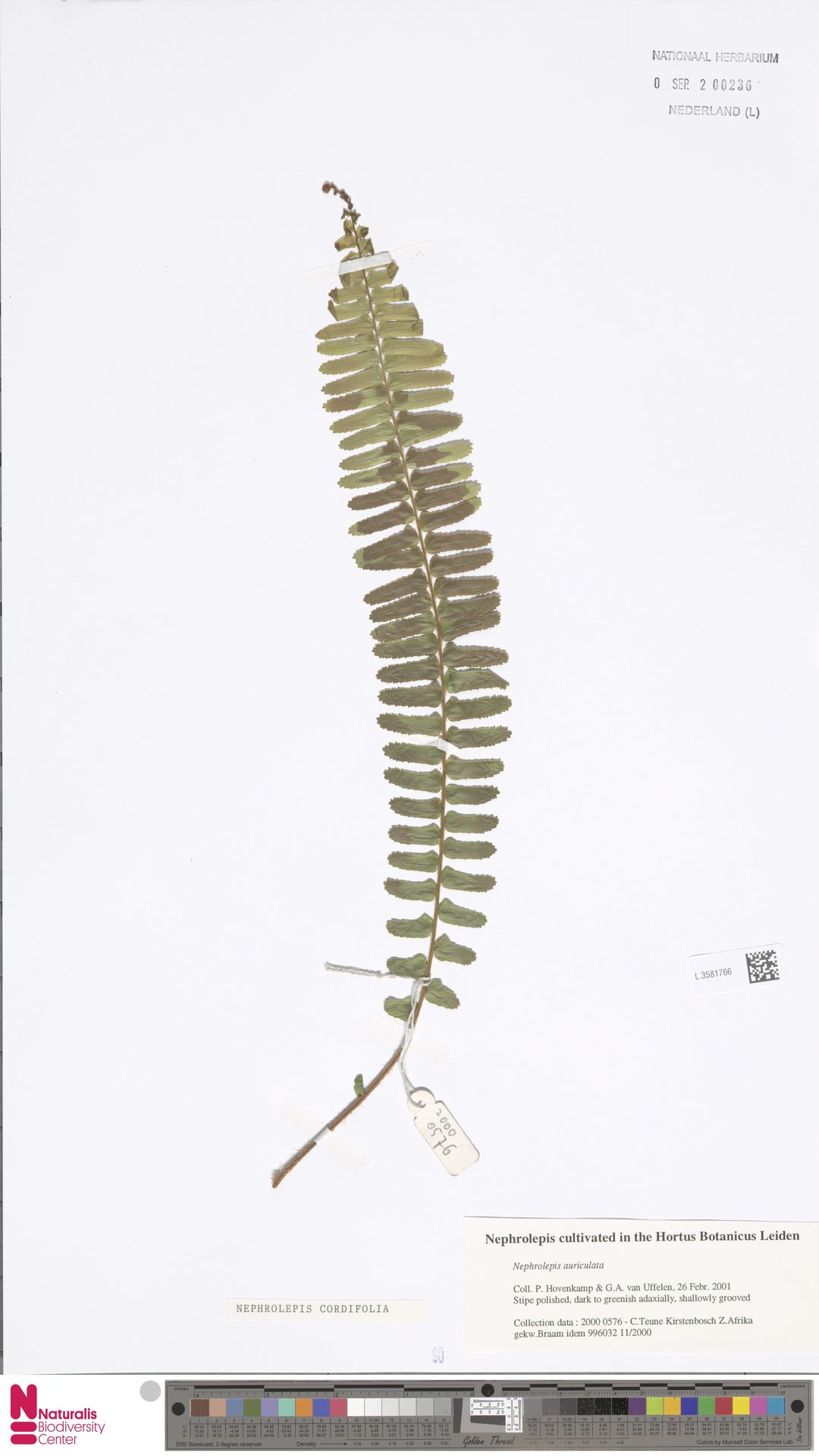 Nephrolepis cordifolia image