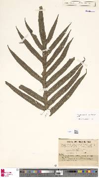 Phymatosorus powellii image
