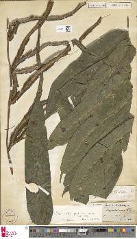 Pteris praestantissima image