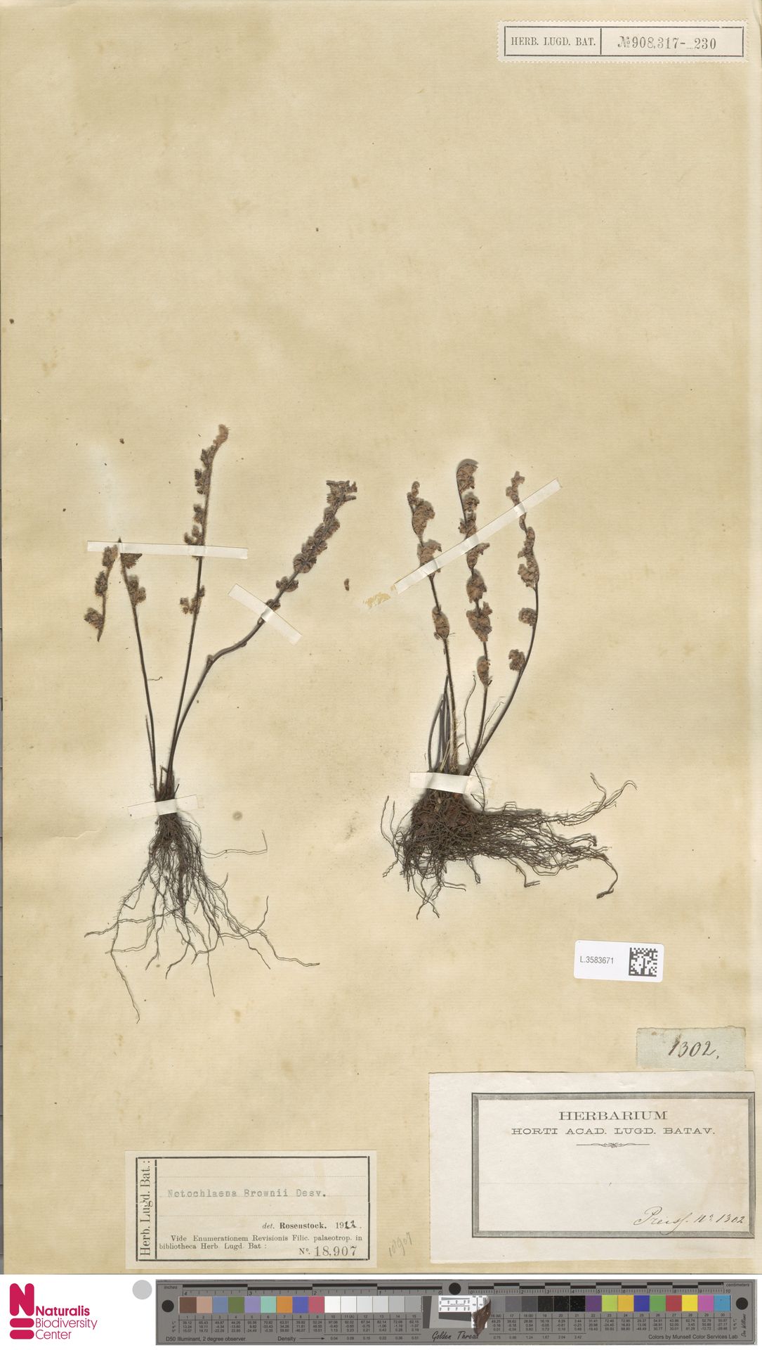 Cheilanthes brownii image