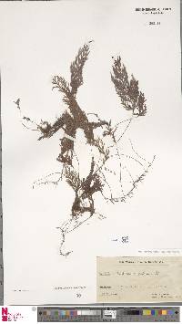 Hymenophyllum pallidum image