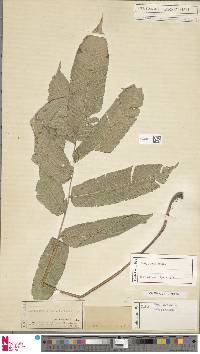 Abacopteris aspera image