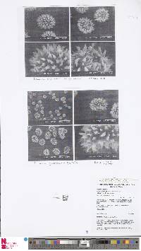 Plesioneuron dryopteroideum var. dryopteroideum image