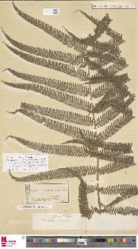 Pneumatopteris ligulata image