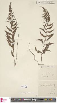 Parathelypteris image