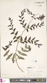 Osmunda japonica image