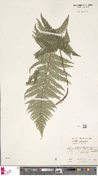 Polystichum setiferum image